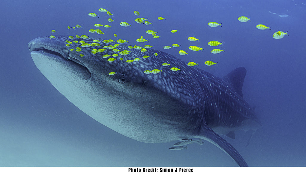 whale shark mafia