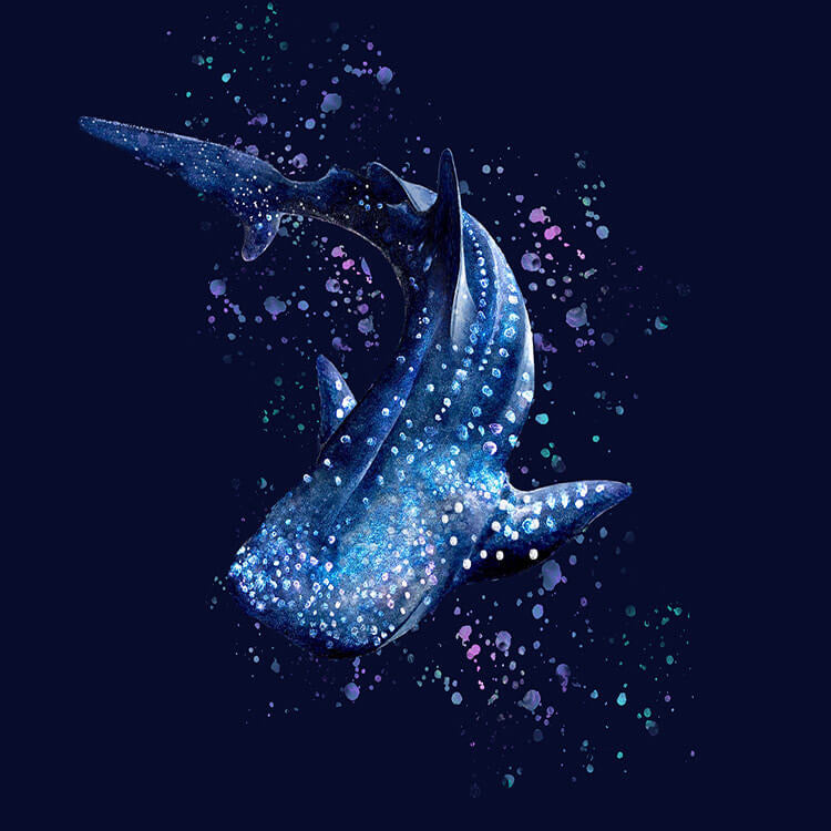 Plus Size Whale Shark Wonderland Rashguard